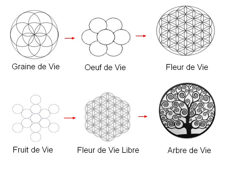 Le mystère de la fleur de vie